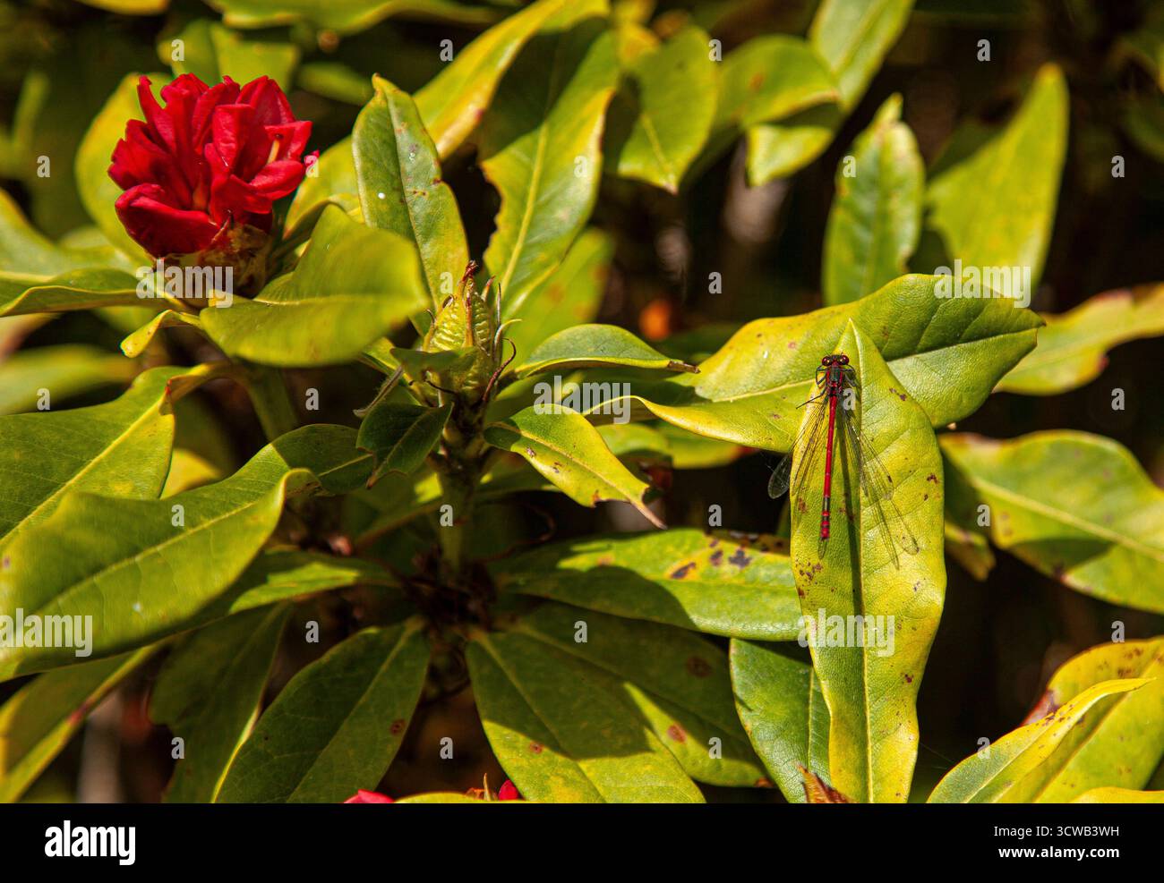 Eine lebendige Drachenfliege ruht an einem hellen Sommertag in einem Busch. Stockfoto
