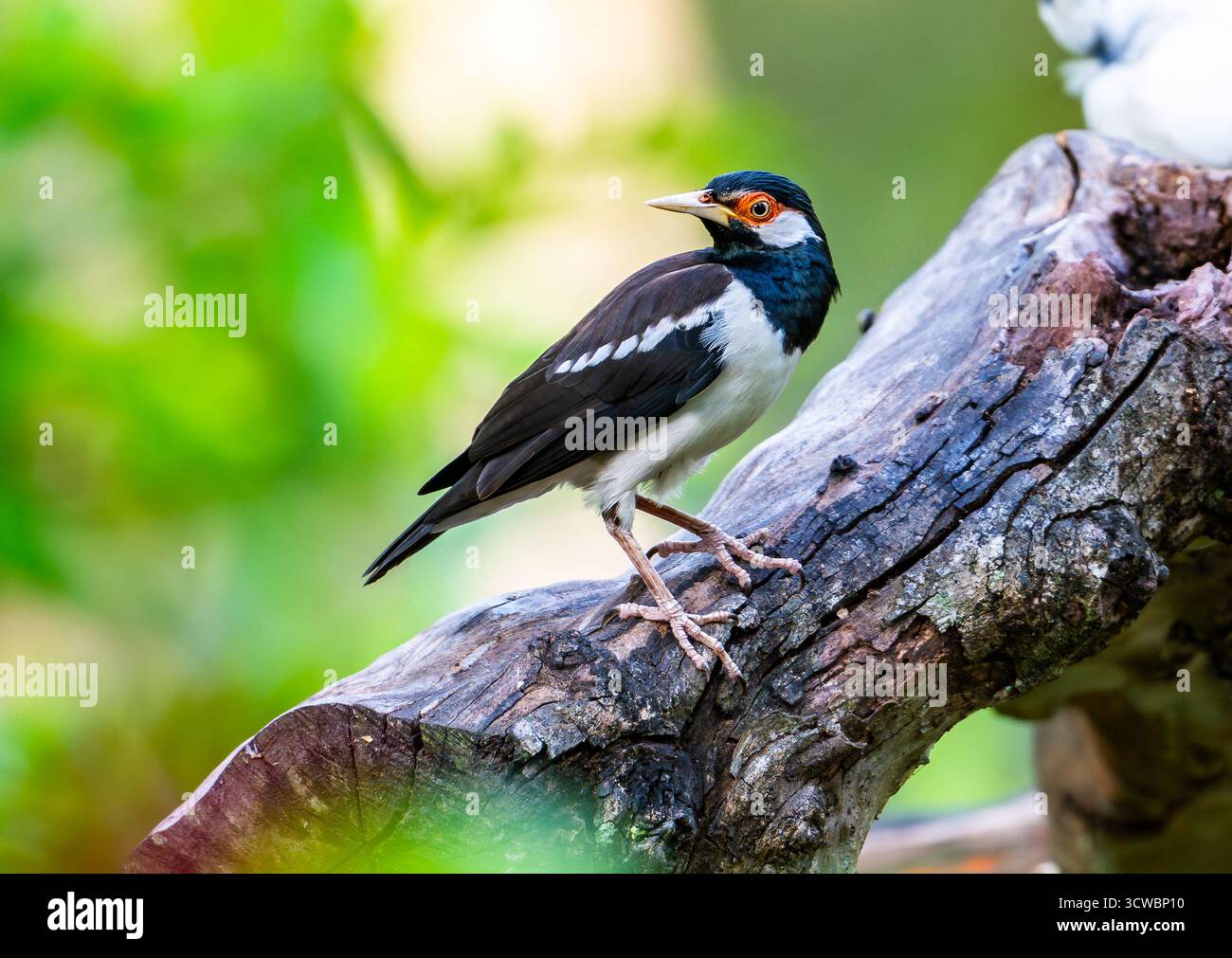 Ein gefährdeter javanischer Rattenstarling (Gracupica jalla), der auf einem toten Baum thront. Indonesien, Asien. Stockfoto