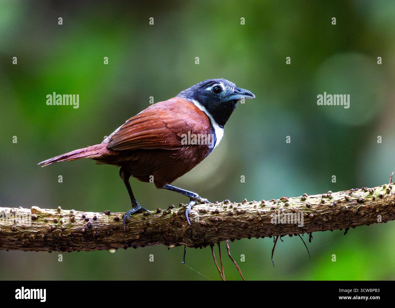 Ein Weissbibber Babbler (Stachyris thoracica), der auf einem Ast im Wald thront. Java, Indonesien, Asien. Stockfoto