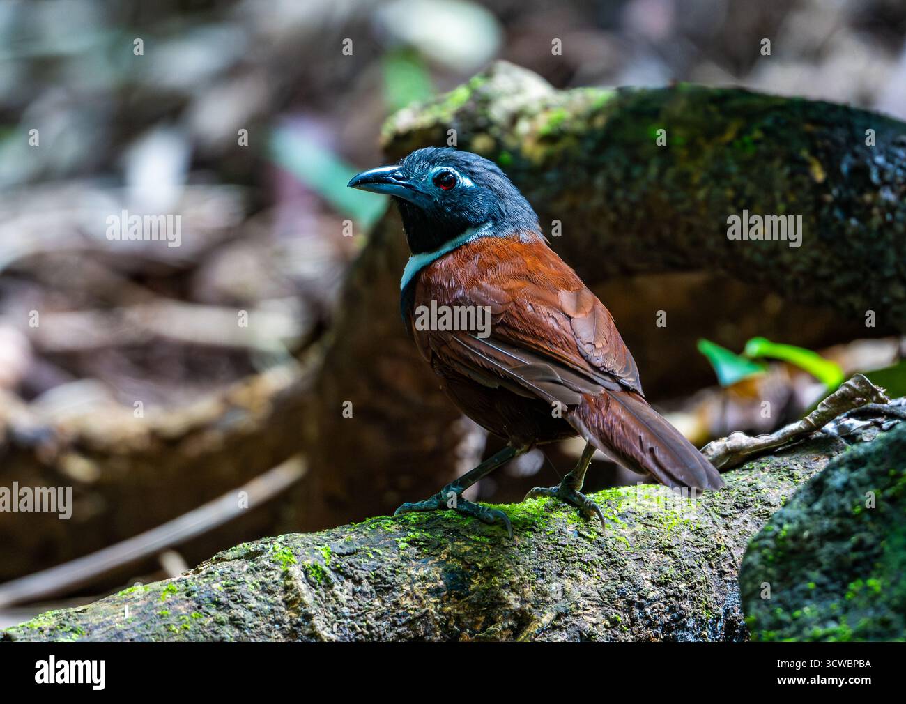 Ein Weissbibber Babbler (Stachyris thoracica), der auf einem Ast im Wald thront. Java, Indonesien, Asien. Stockfoto