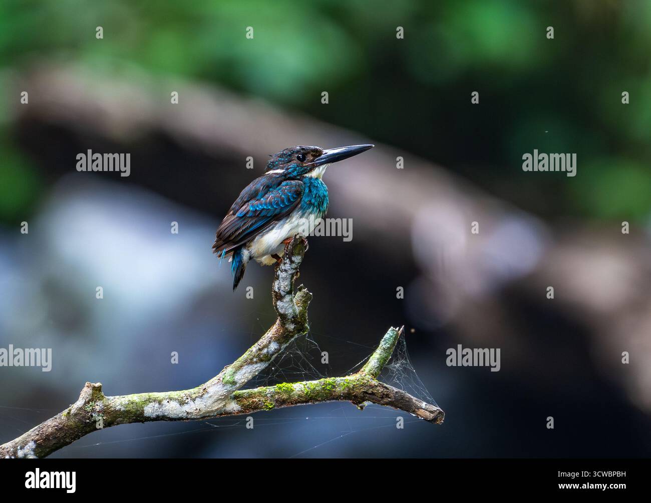 Ein kritisch gefährdeter Javan Blue-Bed Kingfisher (Alcedo euryzona) thronte auf einem Ast. Java, Indonesien, Asien. Stockfoto