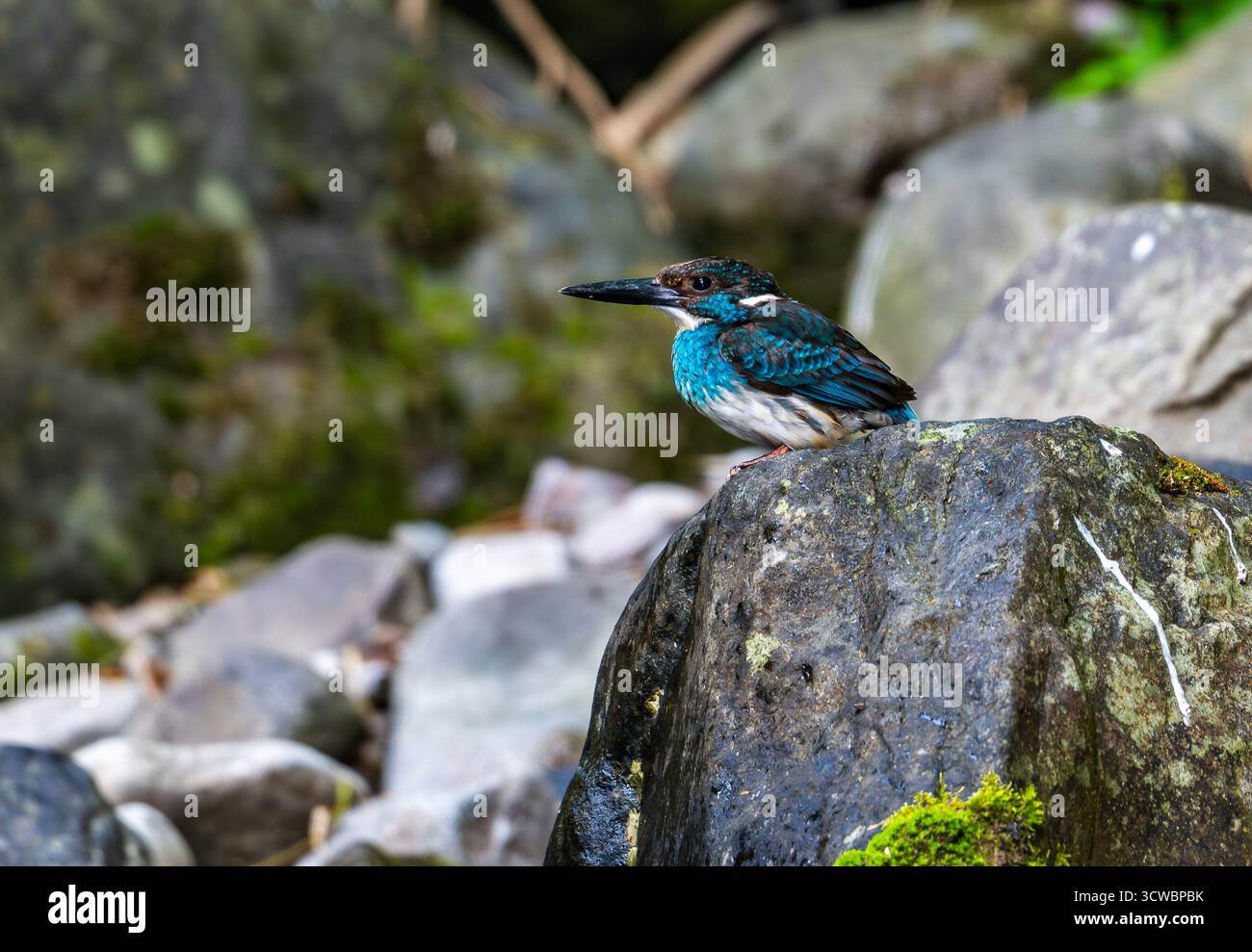 Ein kritisch gefährdeter Javan Blue-Bed Kingfisher (Alcedo euryzona), der auf einem Felsen thront. Java, Indonesien, Asien. Stockfoto