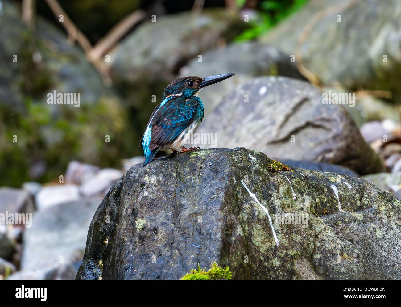Ein kritisch gefährdeter Javan Blue-Bed Kingfisher (Alcedo euryzona), der auf einem Felsen thront. Java, Indonesien, Asien. Stockfoto