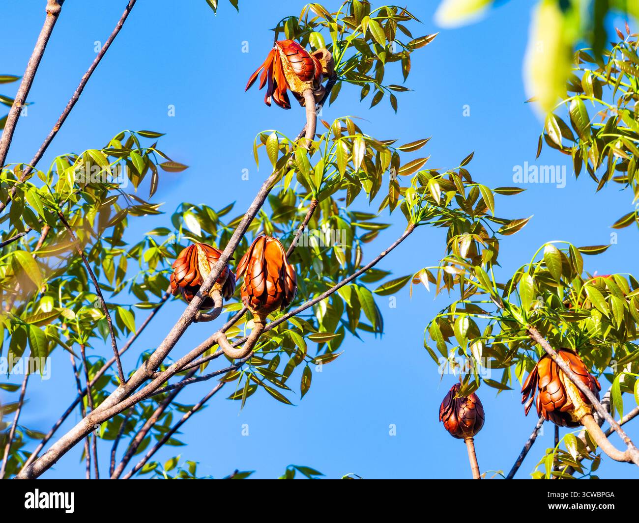 Rote Samenkapseln hängen an Bäumen des Big-Leaf-Mahagoni (Swietenia macrophylla). Sumba, Indonesien, Asien. Stockfoto
