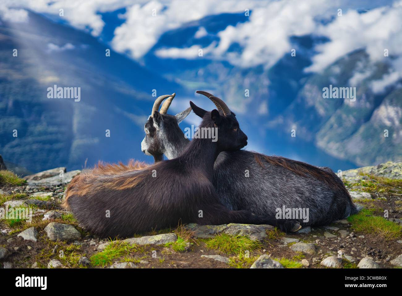 Zwei Ziegen kuscheln sich eng an einem grasbewachsenen Hügel mit Blick auf den nebeligen Ålesund-Fjord in Norwegen. Umgeben von treibendem Nebel. Stockfoto