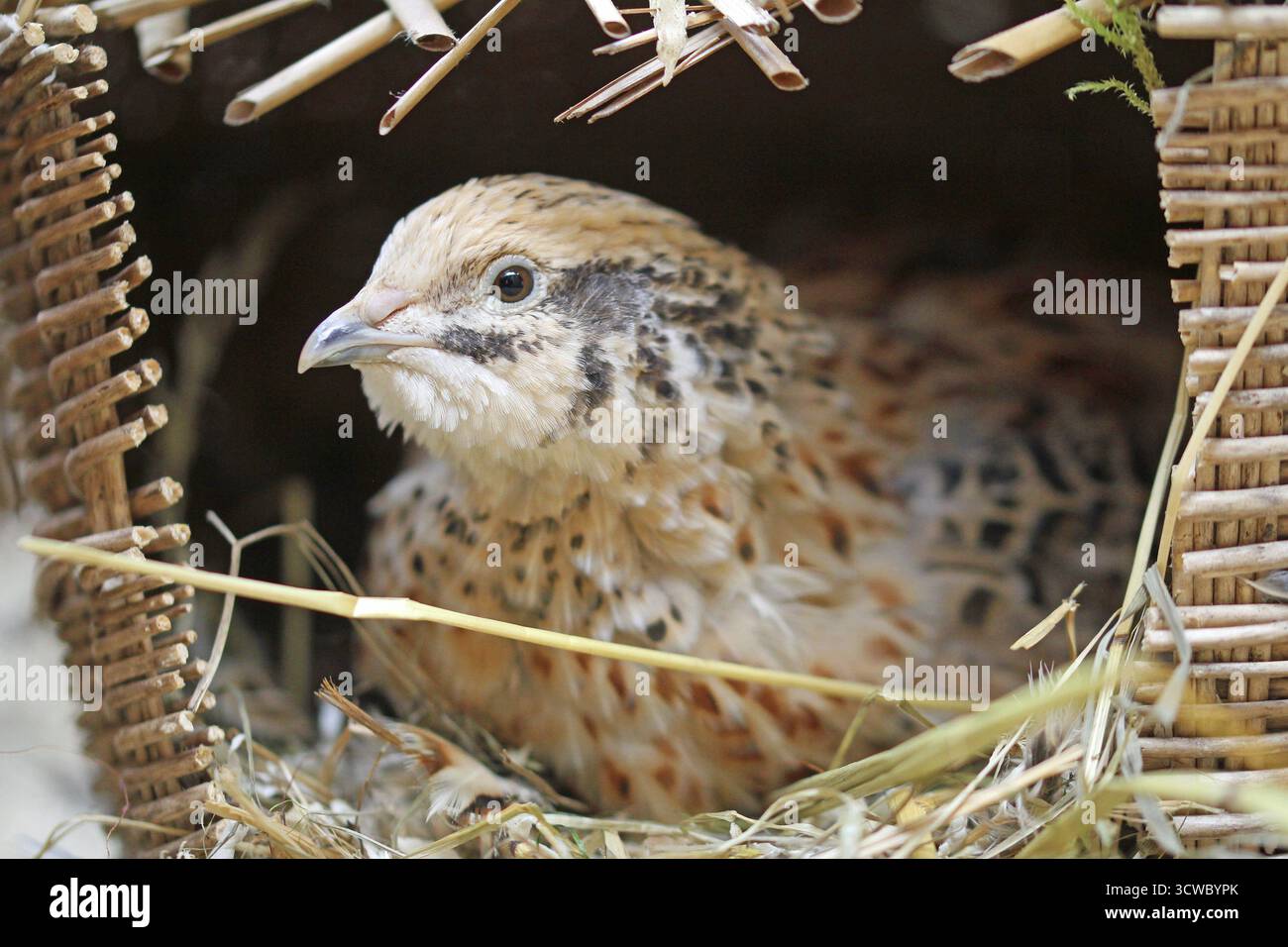 Die Japaner, die Wachteln im Nest legen, machen einen gesunden Eindruck. Wachtel im Nest. Horn-Bad Meinberg Nordrhein-Westfalen Deutschland Stockfoto