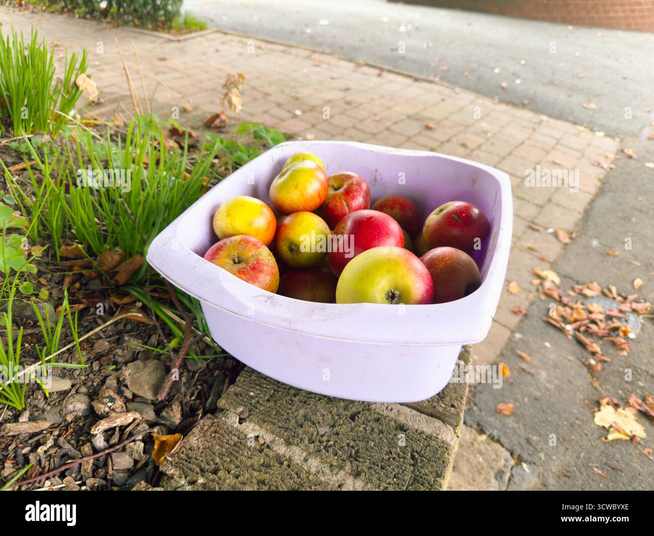 Eine Plastikschale mit Äpfeln, die Passanten im Herbst kostenlos an einer Gartenwand eines Hauses angeboten wird. Stockfoto
