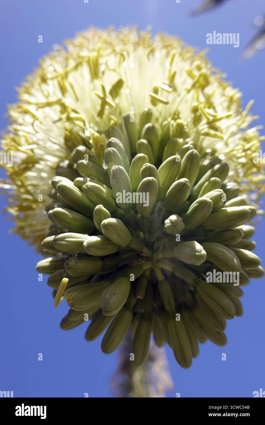 Drachenbaum-Agave, Gnsenhalsagave (Agave attenuata), Bltenstand,  Fuerteventura, Spanien, Solana Maturral Stockfotografie - Alamy