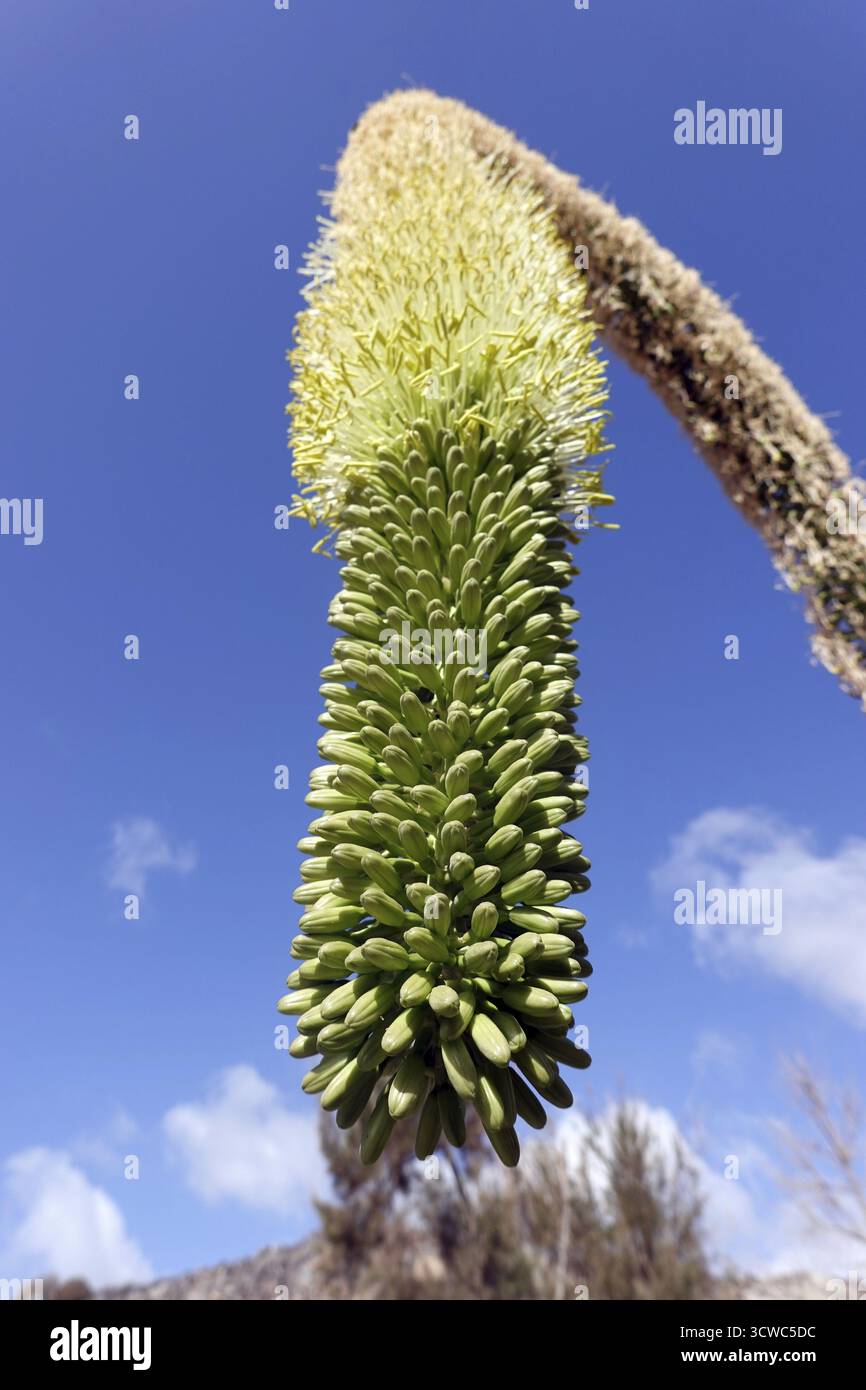 Drachenbaum-Agave, Gnsenhalsagave (Agave attenuata), Bltenstand,  Fuerteventura, Spanien, Solana Maturral Stockfotografie - Alamy