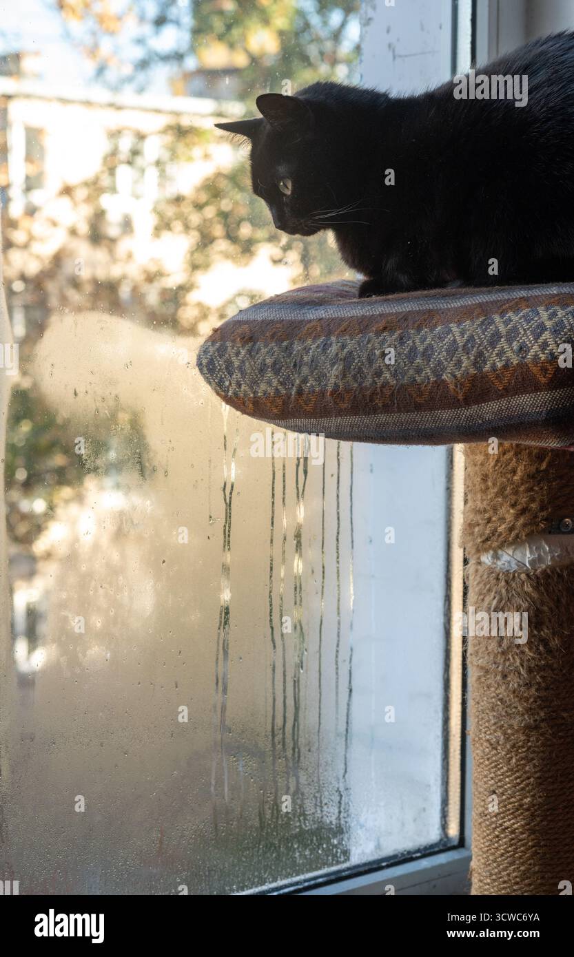 Eine schwarze Katze schaut durch das Fenster auf die Straße Stockfoto