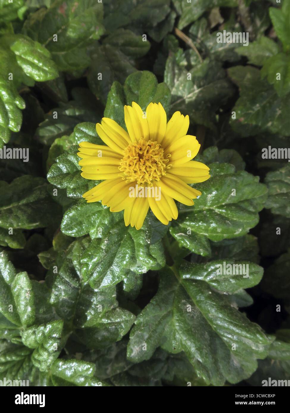 Sphagneticola trilobata, El Quseir, Ägypten Stockfoto