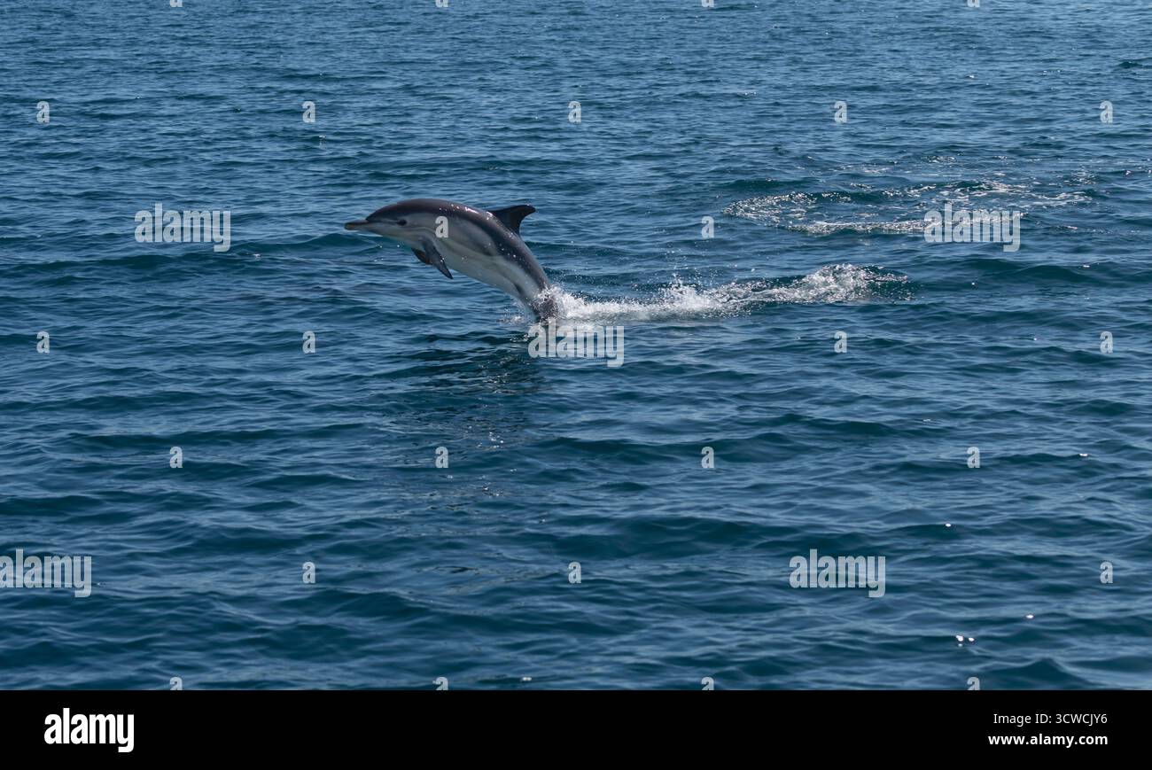 Gemeiner Delfin mit Kurzschnabel Stockfoto