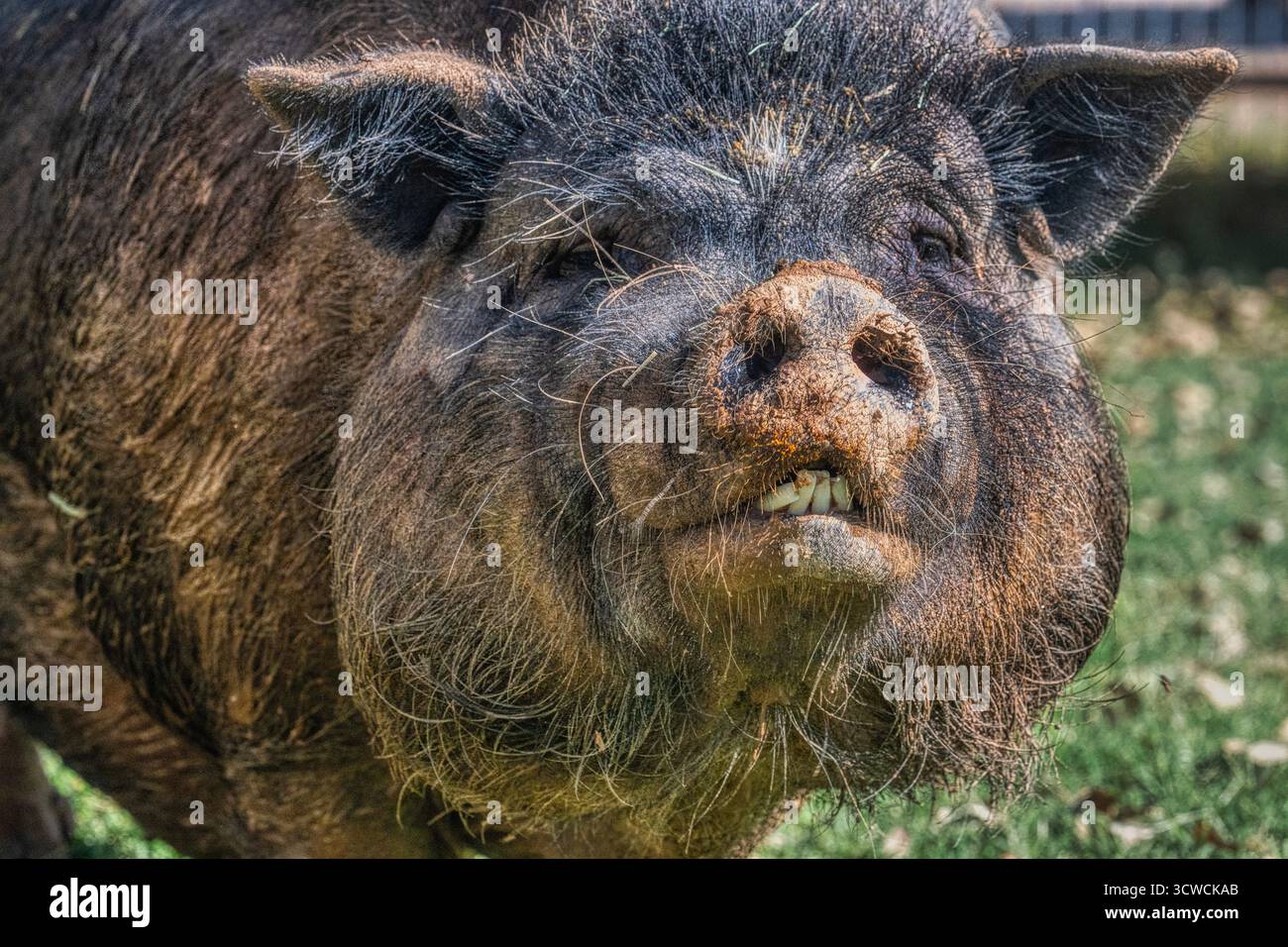 Ein großes Schwein, das sein Leben lebt, nachdem es gerettet wurde Stockfoto