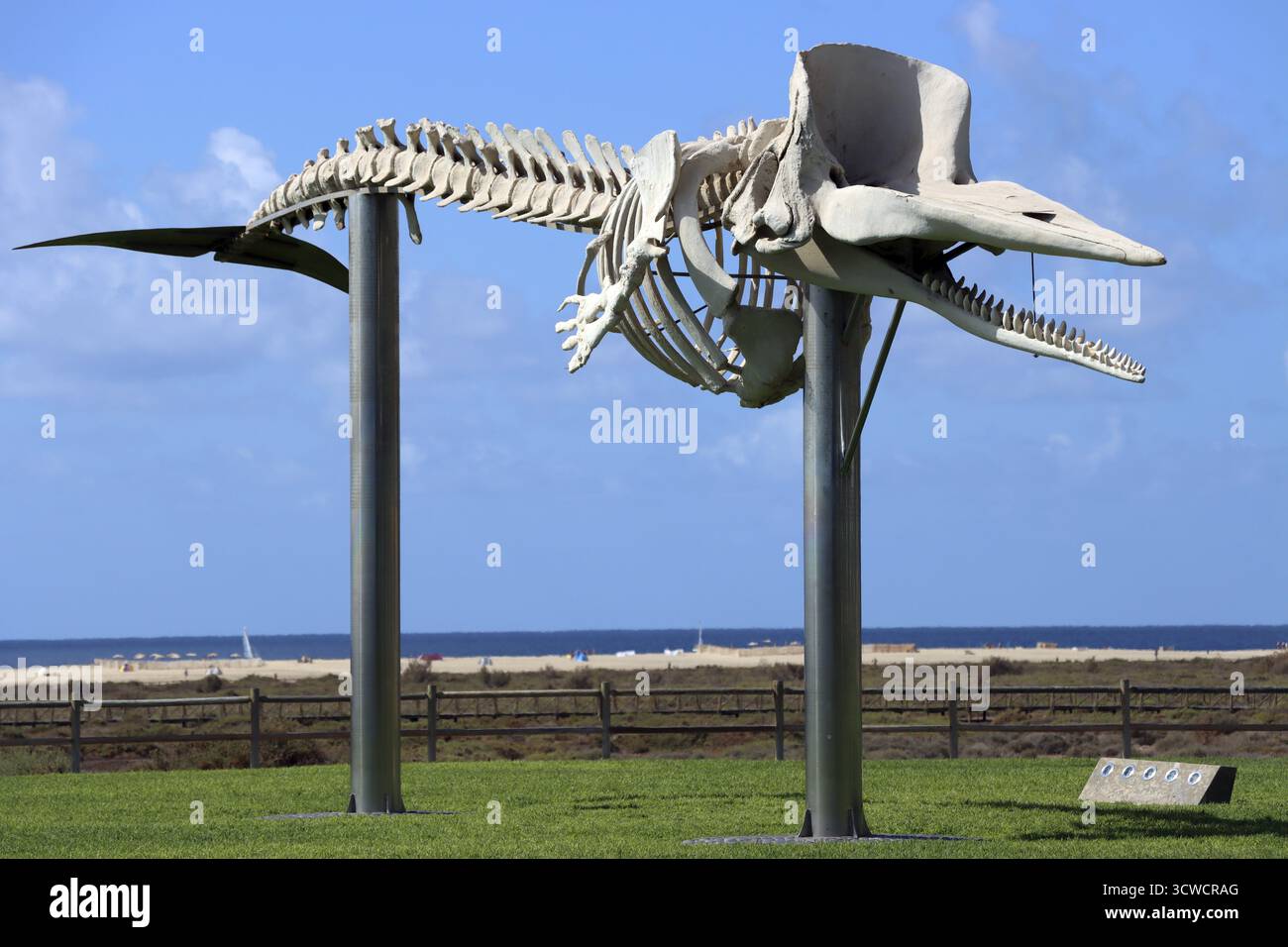 Walskelett eines gestrandeten Pottwals (Physeter macrocephalus, syn. Physeter catodon), Fuerteventura, Spanien, Morro Jable Stockfoto