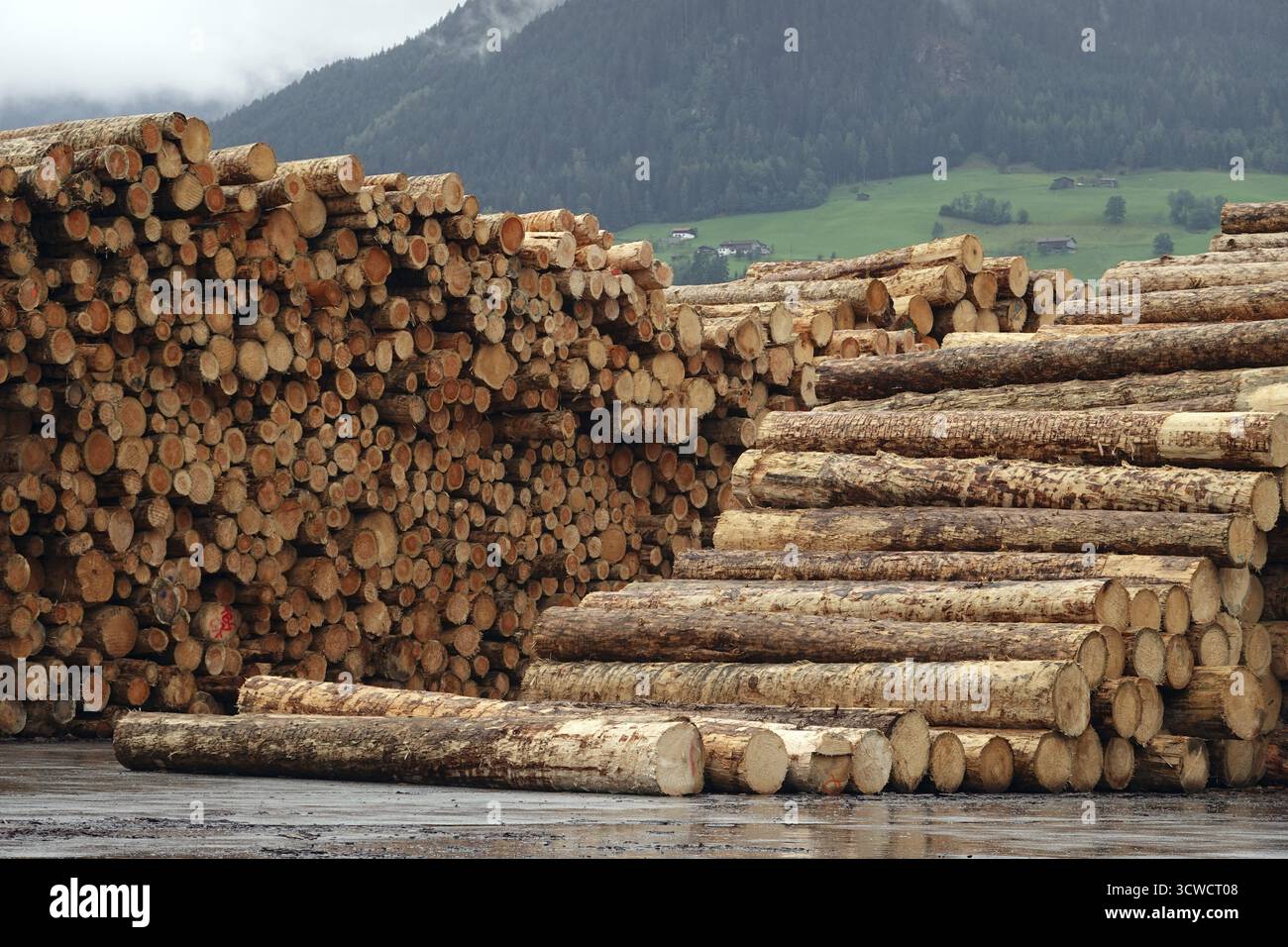 Holzlagerung und -Verarbeitung im Sägewerk der Binderholz GmbH, Tirol, Österreich, Fuegen Stockfoto