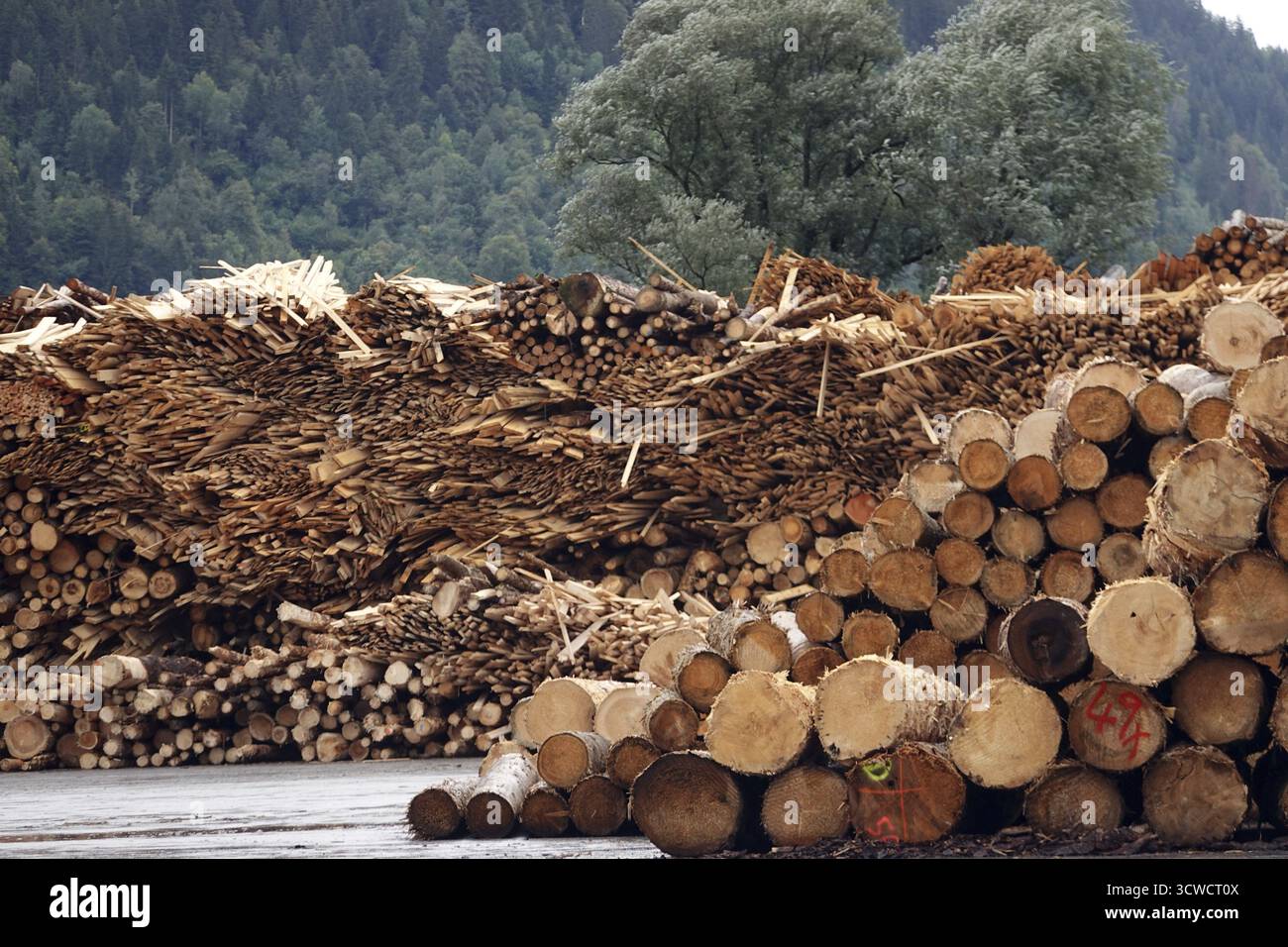 Holzlagerung und -Verarbeitung im Sägewerk der Binderholz GmbH, Tirol, Österreich, Fuegen Stockfoto
