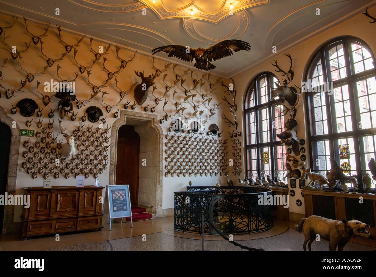 Deutschland, Sigmaringen, 02.10.2025 das Schloss Sigmaringen, auch Hohenzollernschloss, ist ein ehemaliges fuerstliches Residenzschloss und Verwaltungssitz der Fürsten von Hohenzollern-Sigmaringen. Das Schloss Thrront auf einem die Donau einengenden, lang gestreckten Kalkfelsen des Weißjuras, dem Schlossberg. Der Felsruecken ist rund 200 Meter lang und erhebt sich bis zu 35 Meter ueber die Donau. Foto: Die Hubertushalle. In dieser Jagdhalle kann man zwei Braunbaeren aus Rumaenien und Damwildgeweihe aus den umliegenden Waeldern und von Jagdreisen aus dem europaeischen Ausland besichtigen. Hohenz Stockfoto