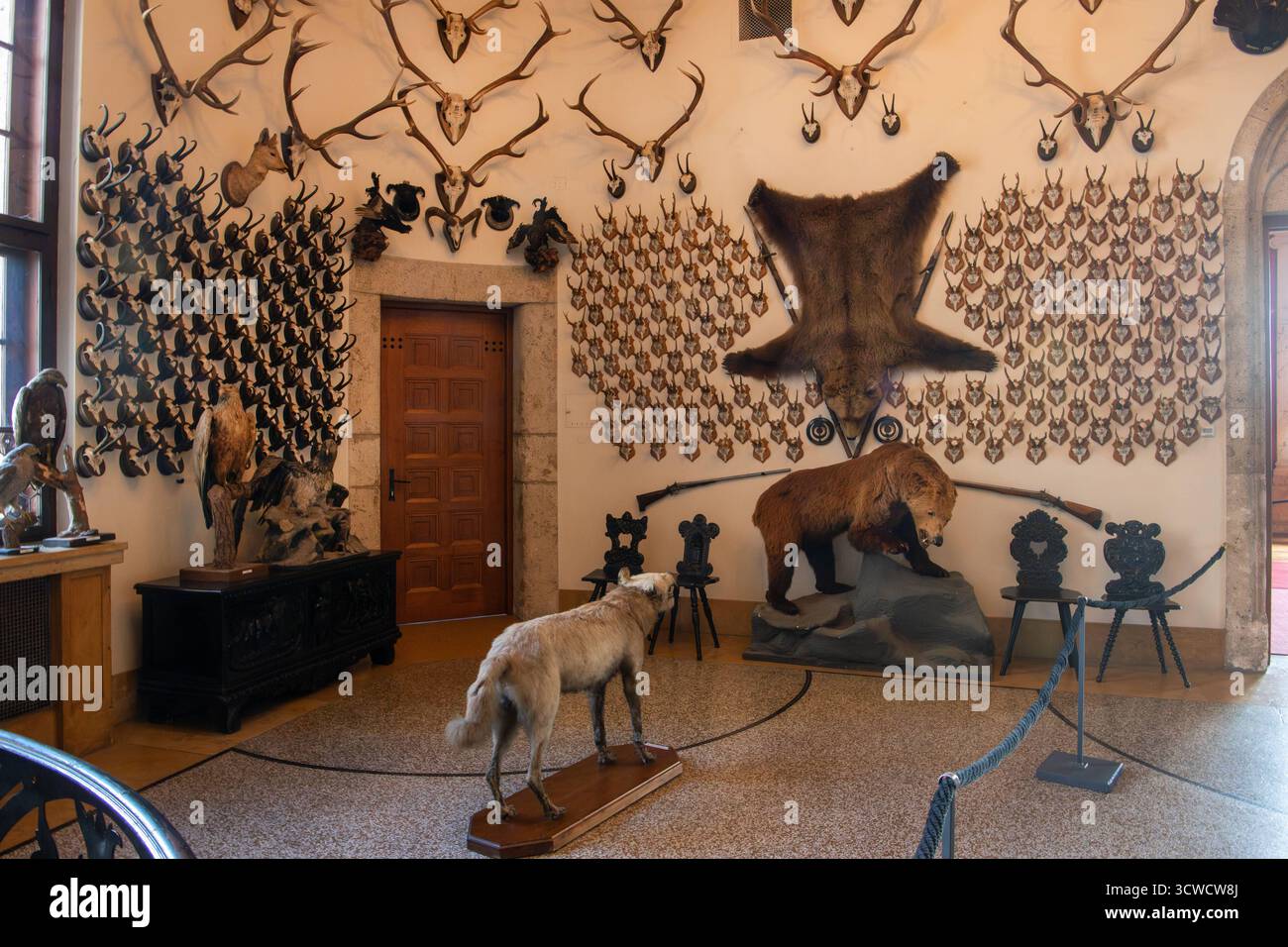 Deutschland, Sigmaringen, 02.10.2025 das Schloss Sigmaringen, auch Hohenzollernschloss, ist ein ehemaliges fuerstliches Residenzschloss und Verwaltungssitz der Fürsten von Hohenzollern-Sigmaringen. Das Schloss Thrront auf einem die Donau einengenden, lang gestreckten Kalkfelsen des Weißjuras, dem Schlossberg. Der Felsruecken ist rund 200 Meter lang und erhebt sich bis zu 35 Meter ueber die Donau. Foto: Die Hubertushalle. In dieser Jagdhalle kann man zwei Braunbaeren aus Rumaenien und Damwildgeweihe aus den umliegenden Waeldern und von Jagdreisen aus dem europaeischen Ausland besichtigen. Hohenz Stockfoto