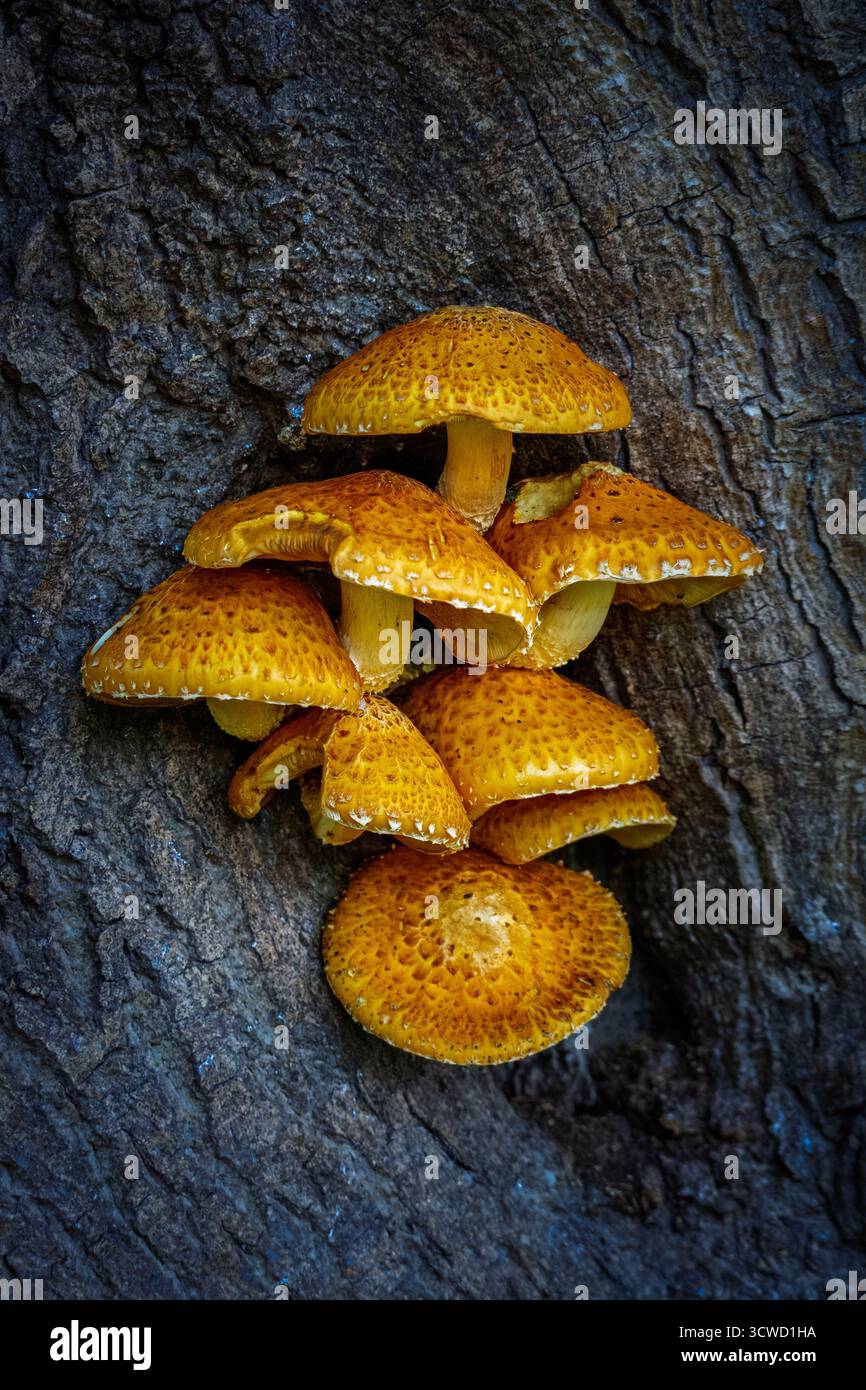 Pholiota aurivella, auch bekannt als Golden Scalycap oder Golden Pholiota, Ensor's Pool, Warwickshire Oktober 2025. Stockfoto