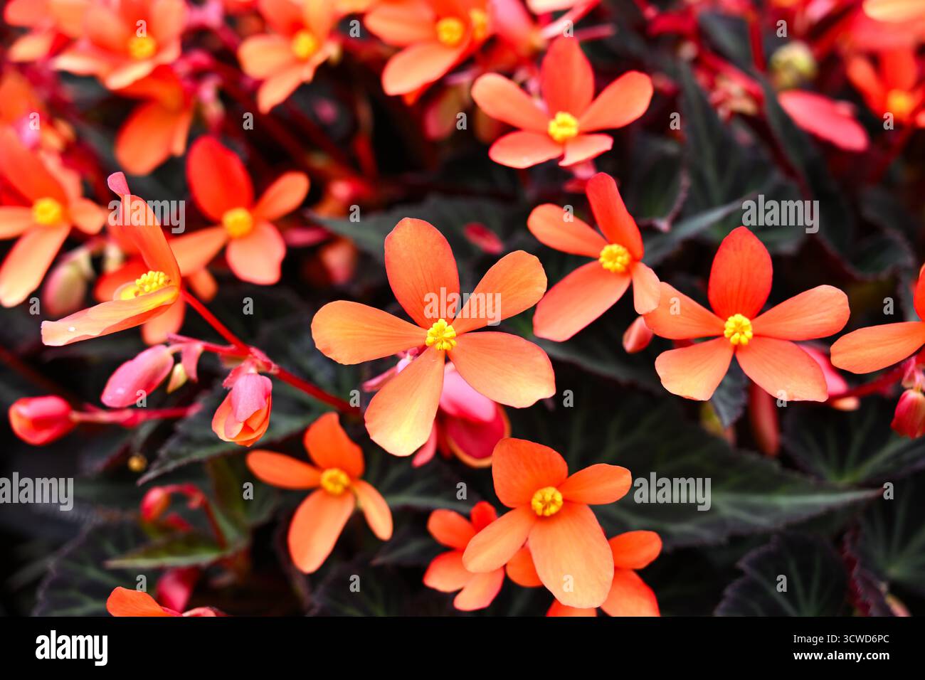 Orange Sommerblumen der Bettenpflanze Begonia 'Glowing Embers' UK Garden September Stockfoto Orange Sommerblumen der Bettenpflanze Begonia 'Glowing Embers' UK Garden September Stockfoto