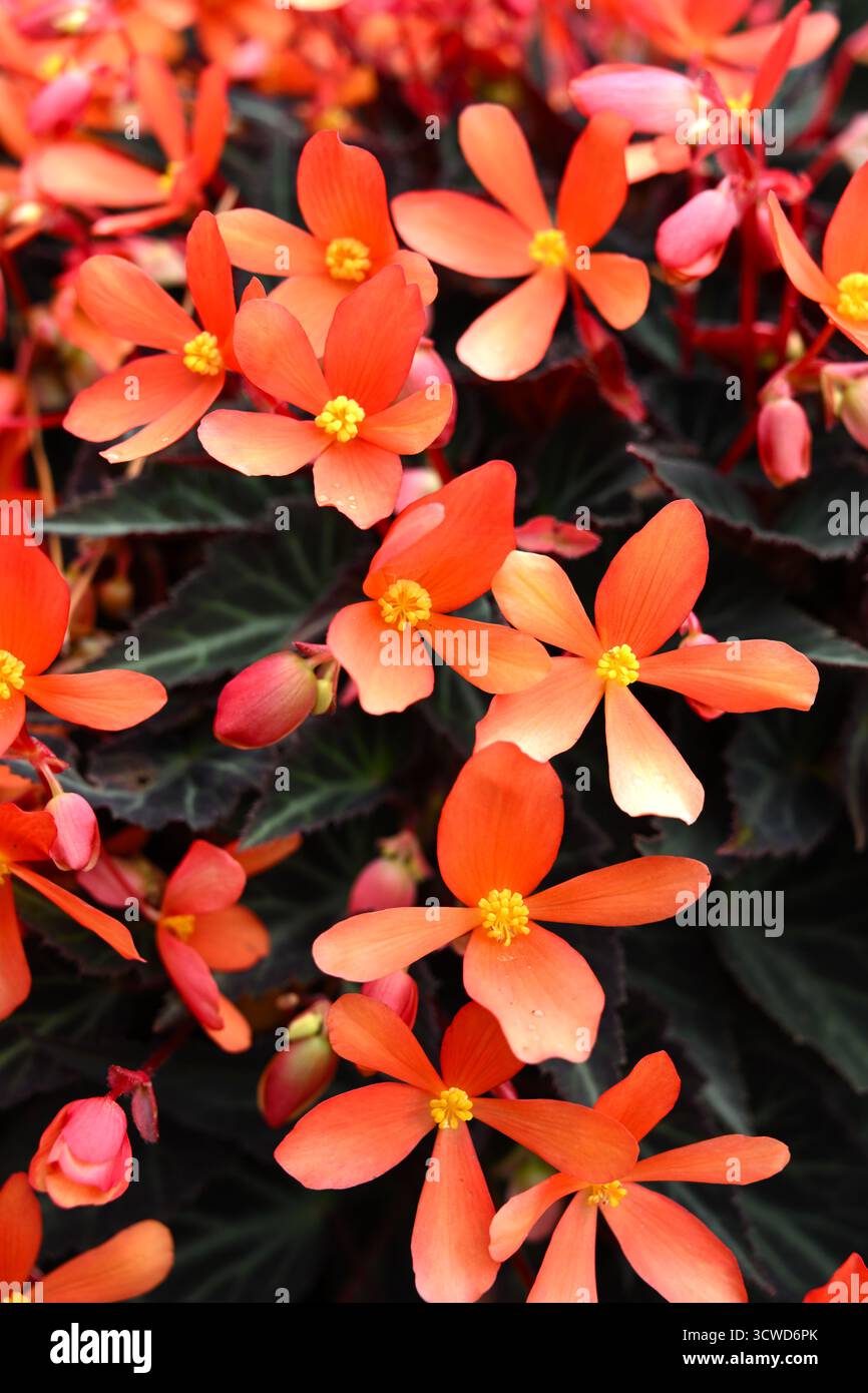 Orange Sommerblumen der Bettenpflanze Begonia 'Glowing Embers' UK Garden September Stockfoto Orange Sommerblumen der Bettenpflanze Begonia 'Glowing Embers' UK Garden September Stockfoto