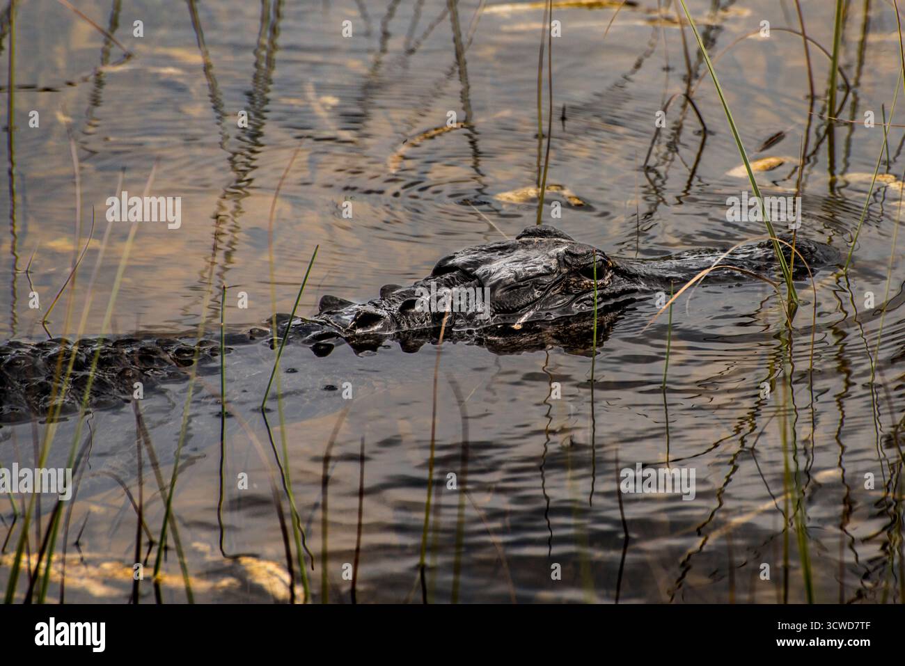 Nahaufnahme Eines Krokodils, das im seichten Sumpfwasser unter Schilf ruht Stockfoto