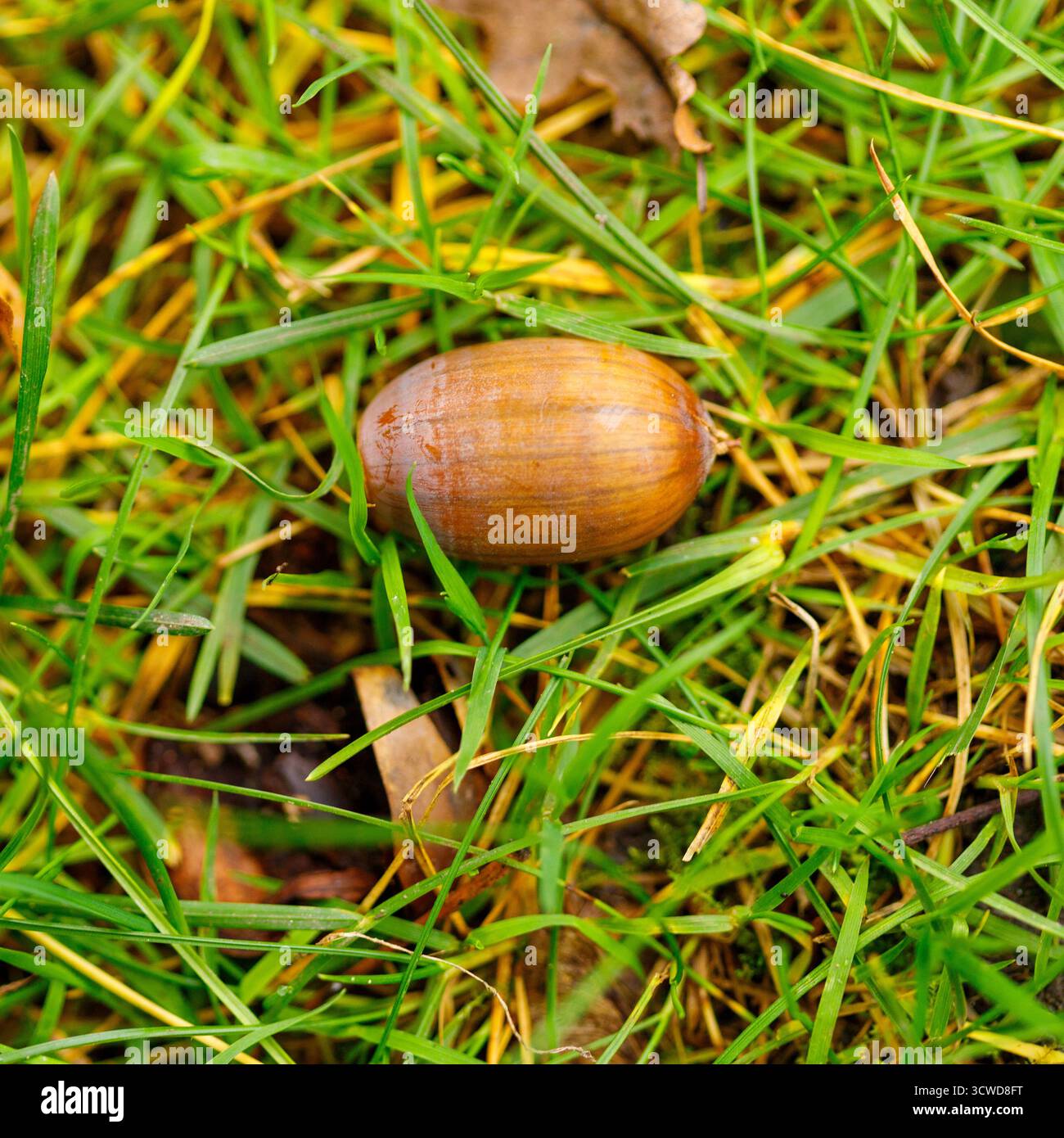 Eine einzelne braune Eichel liegt auf einem grünen Gras, darunter einige getrocknete Blätter und Schmutz. Stockfoto