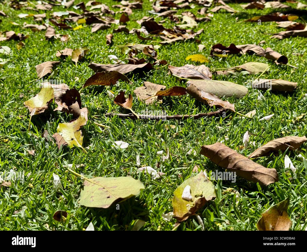 Trockene Blätter, die unter Sonnenlicht auf grünem Gras verstreut sind - Smartphone-aufgenommenes Stockfoto