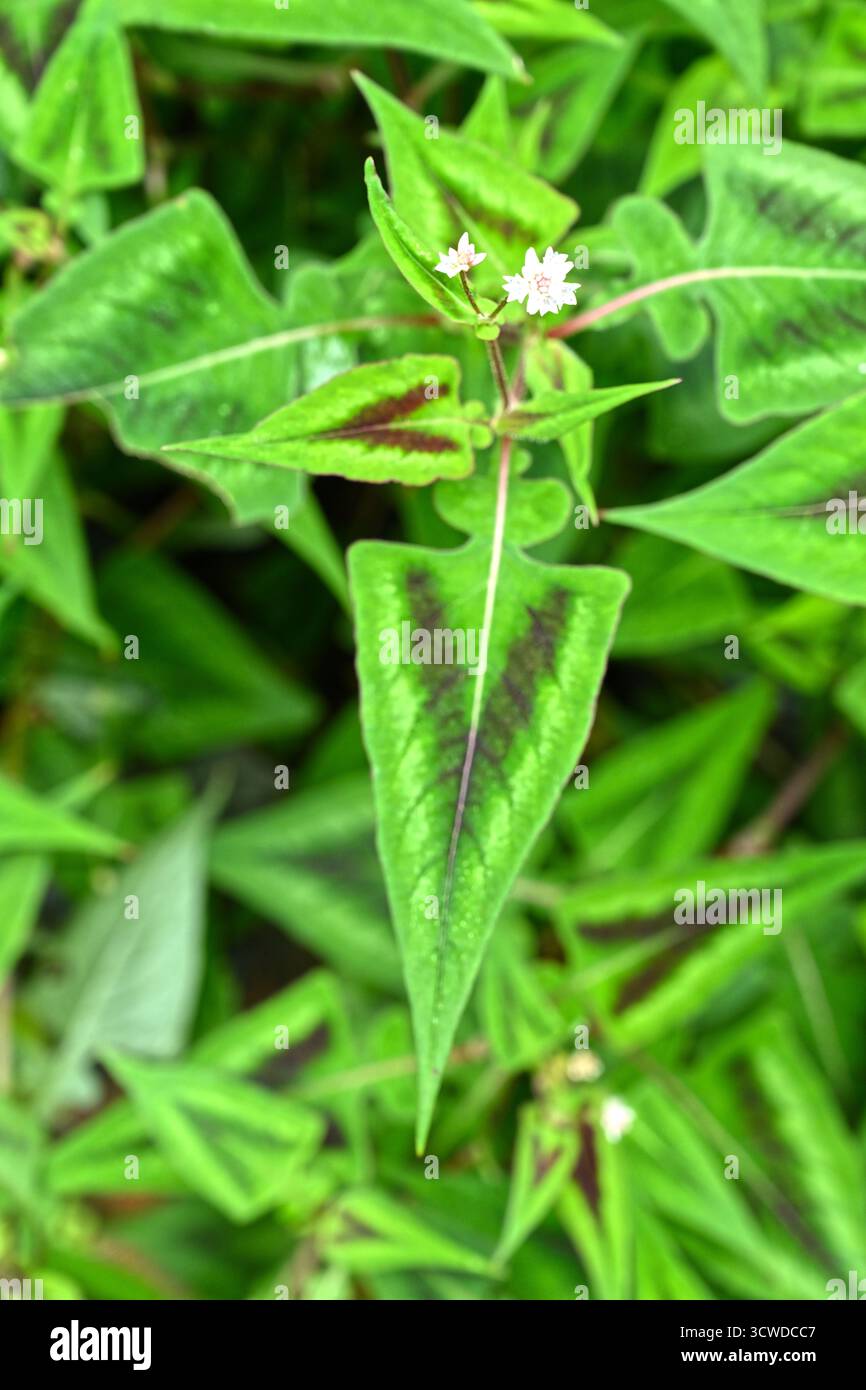 Dekorativ gemusterte, pfeilförmige Blätter von Knotengras oder Persicaria runcinata „Purple Fantasy“ UK Garden September Stockfoto
