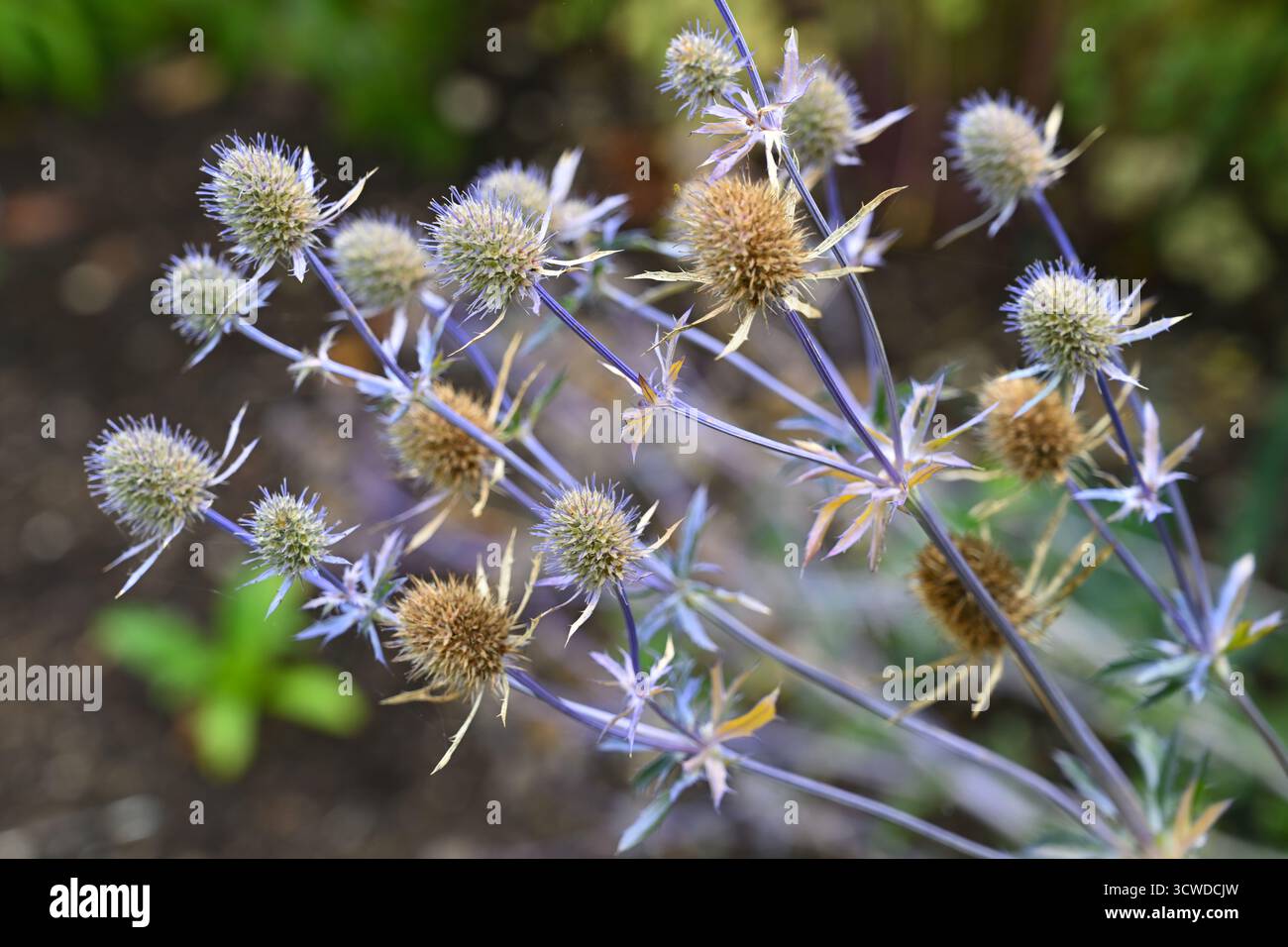 Blassende blaue Herbstblumen / Samenköpfe von SEA holly Eryngium planum UK Garden September Stockfoto