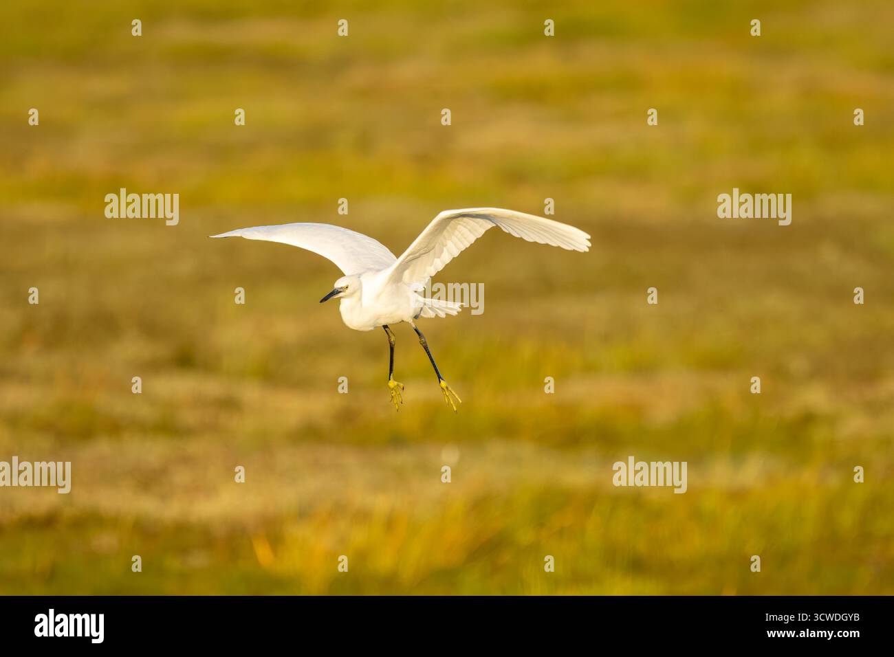 White Little Egret Im Flug Über Golden Field Bei Sonnenaufgang Mit Soft Light, Bull Island, Irland Stockfoto