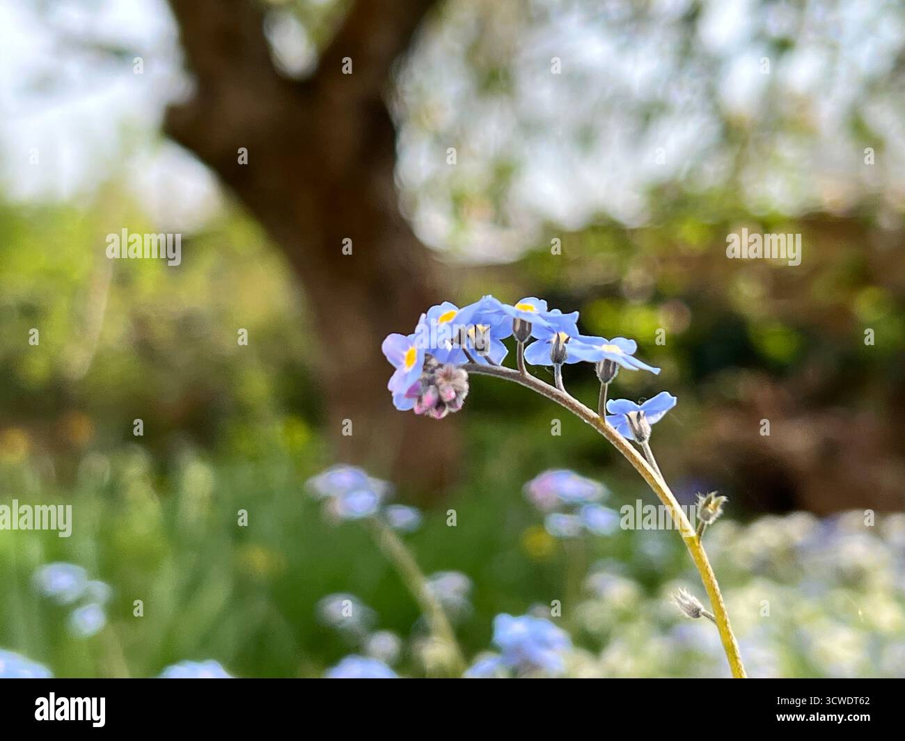 Ein Nahaufnahme-Foto von einem Vergissme-Not in Blüte, mit verschwommenem Gartenhintergrund, in Norfolk, Großbritannien - Smartphone-aufgenommenes Stockfoto