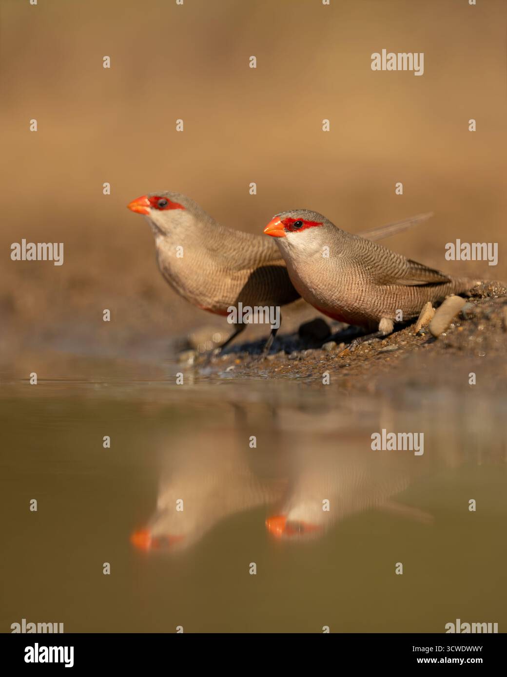 Estrilda astrild (Estrilda astrild) am südafrikanischen Wasserloch Stockfoto