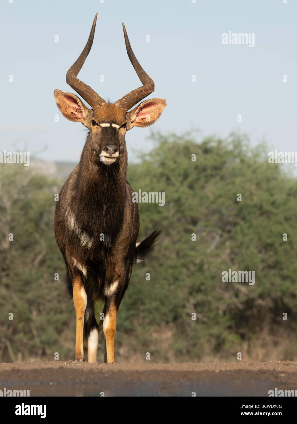 Die Nyala oder einfach Nyala (Tragelaphus angasii), eine im südlichen Afrika heimische, spiralhörnende Artiodactylantilope Stockfoto