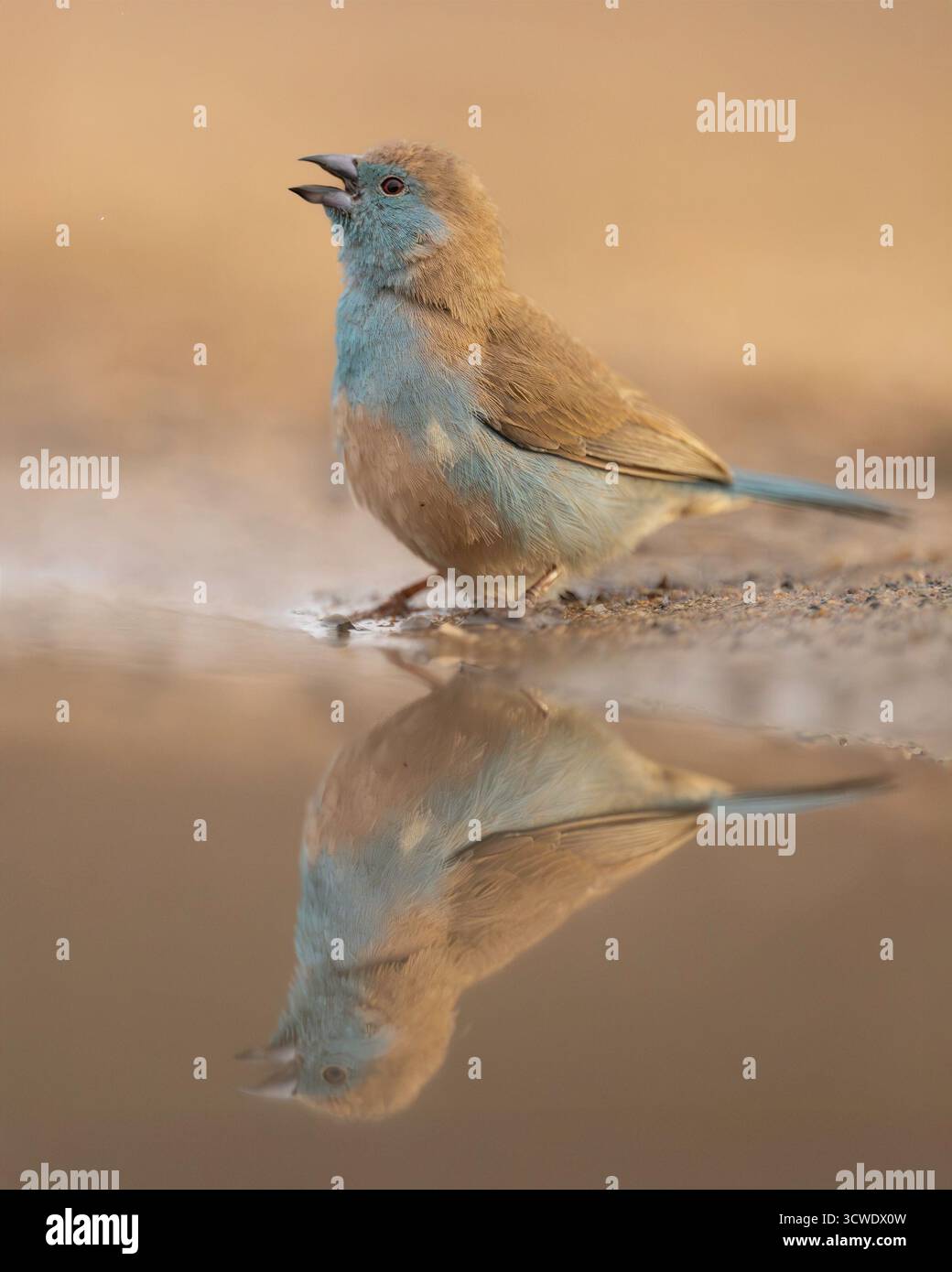 Uraeginthus angolensis ist eine im südlichen Afrika verbreitete Art von östrydfinken. Stockfoto