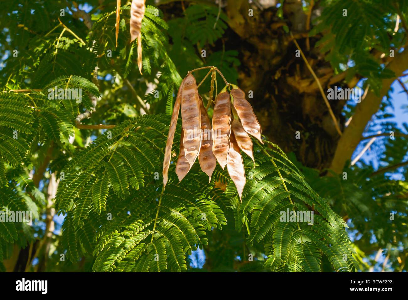 Nahaufnahme der langen braunen Samenkapseln auf einem Baum mit zarten grünen Blättern, die von Sonnenlicht beleuchtet werden und natürliches Wachstum einfangen, botanisches Detail, A Stockfoto