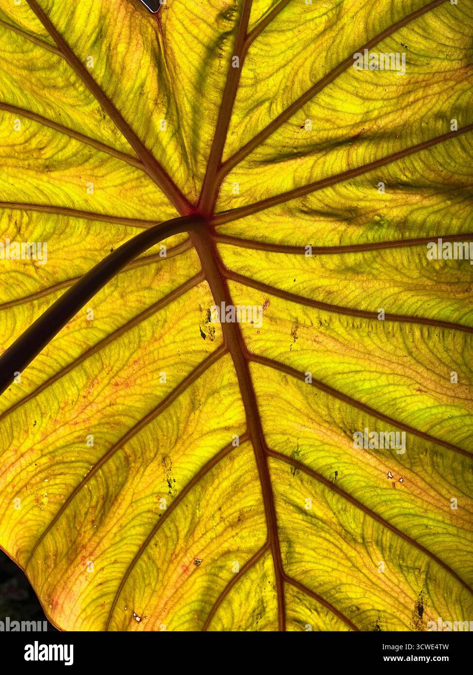 Colocasia elephant ear plant in -Fotos und -Bildmaterial in hoher Auflsung   Alamy