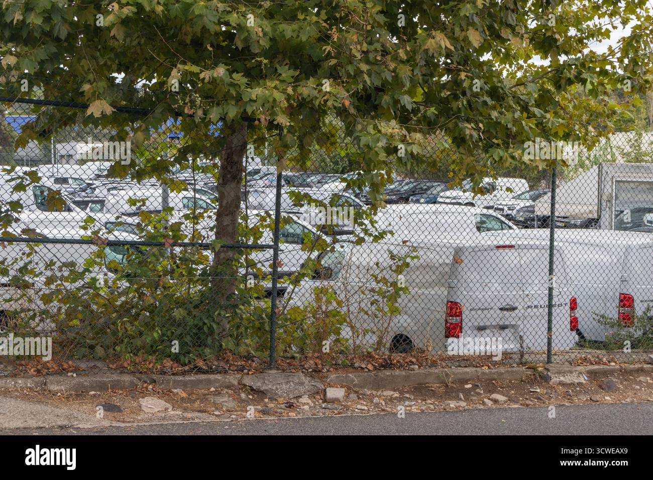 Weiße Lieferwagen parken in Reihen hinter einem Maschendrahtzaun, wobei ein Laubbaum die Aussicht teilweise verdeckt Stockfoto
