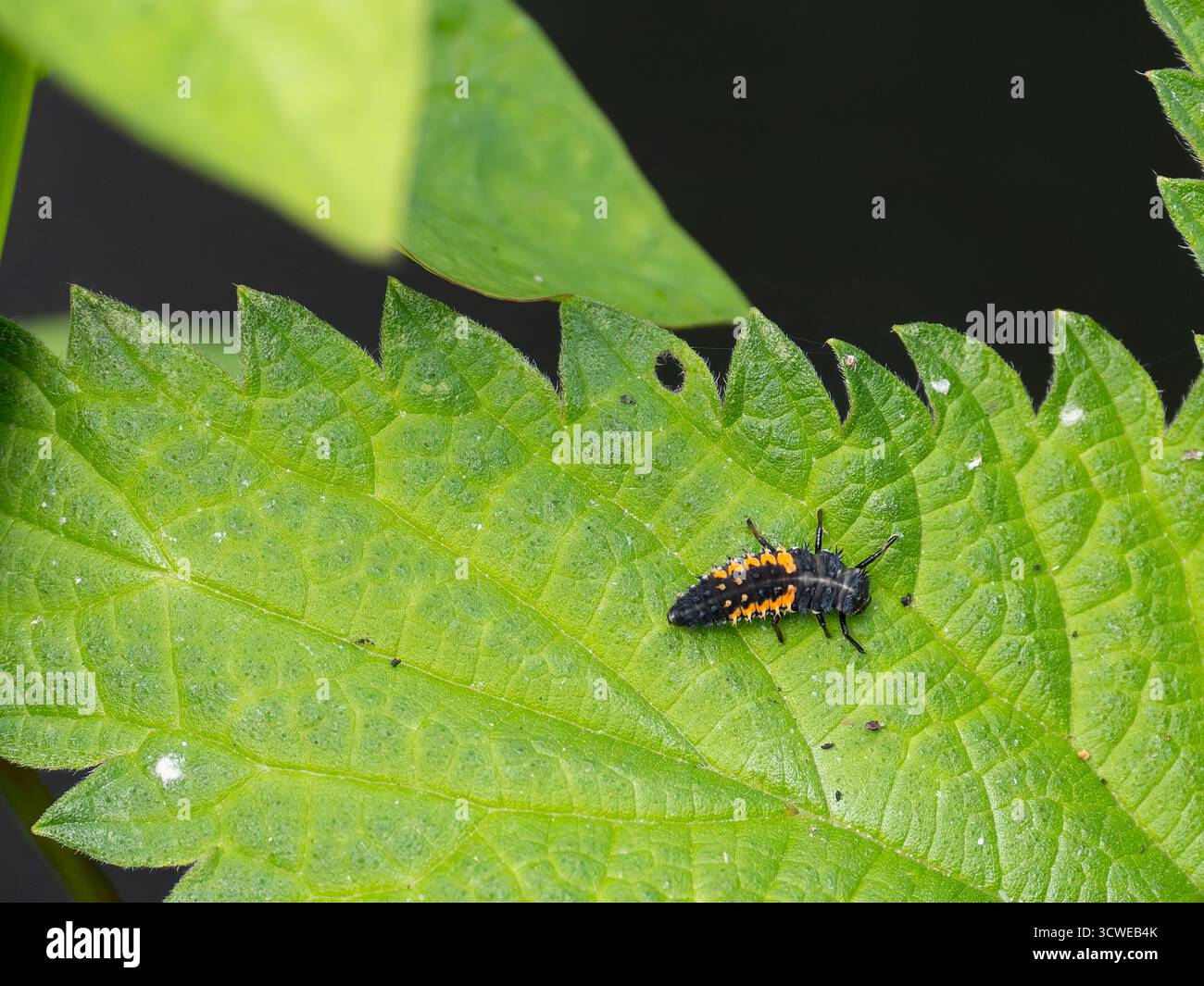 Die Larven von Harmonia axyridis, auch bekannt als Harlequin Marienkäfer, asiatischer oder mehrfarbiger asiatischer Damenkäfer. Stockfoto