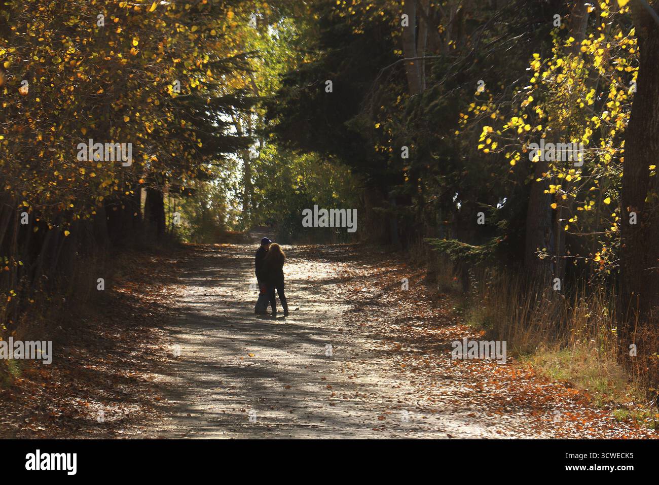 Romantisches Paar, das Hand in Hand durch einen malerischen Waldweg mit lebhaften Herbstblättern geht. Stockfoto