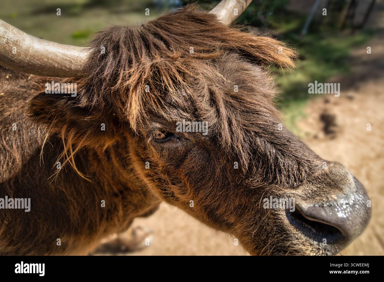 Ein Nahbild einer schottischen Kuh Stockfoto