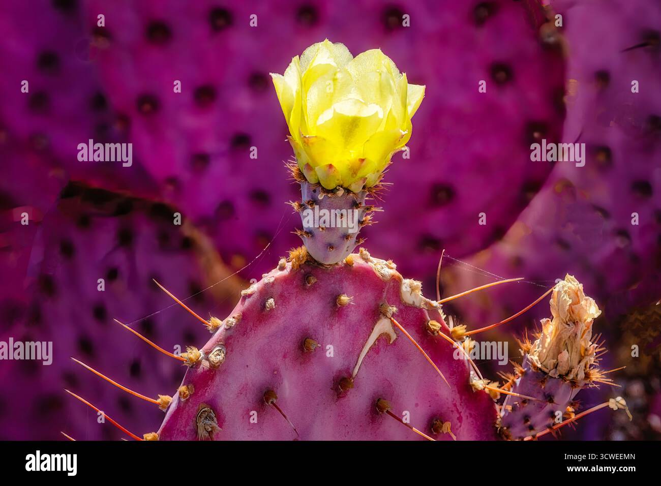 Ein lila santa rita Kaktus mit gelber Blüte Stockfoto