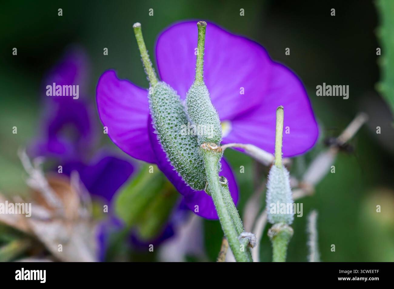 Nahaufnahme des grün strukturierten Samenkopfes os einer blauen Hibiskuspflanze vor diffusem natürlichen Hintergrund. Stockfoto