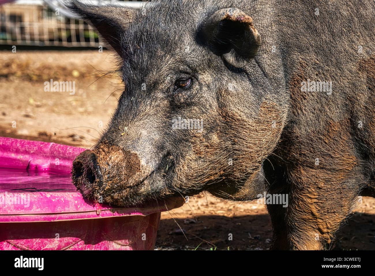 Ein großes Schwein, das sein Leben lebt, nachdem es gerettet wurde Stockfoto