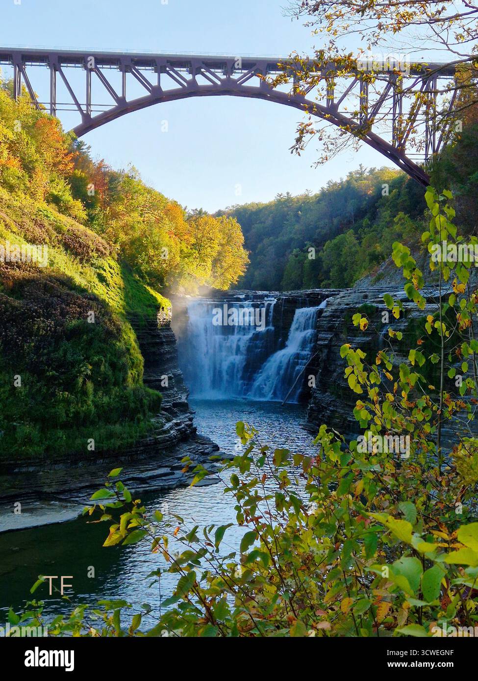 Blumen - Smartphone-aufgenommenes Stockfoto