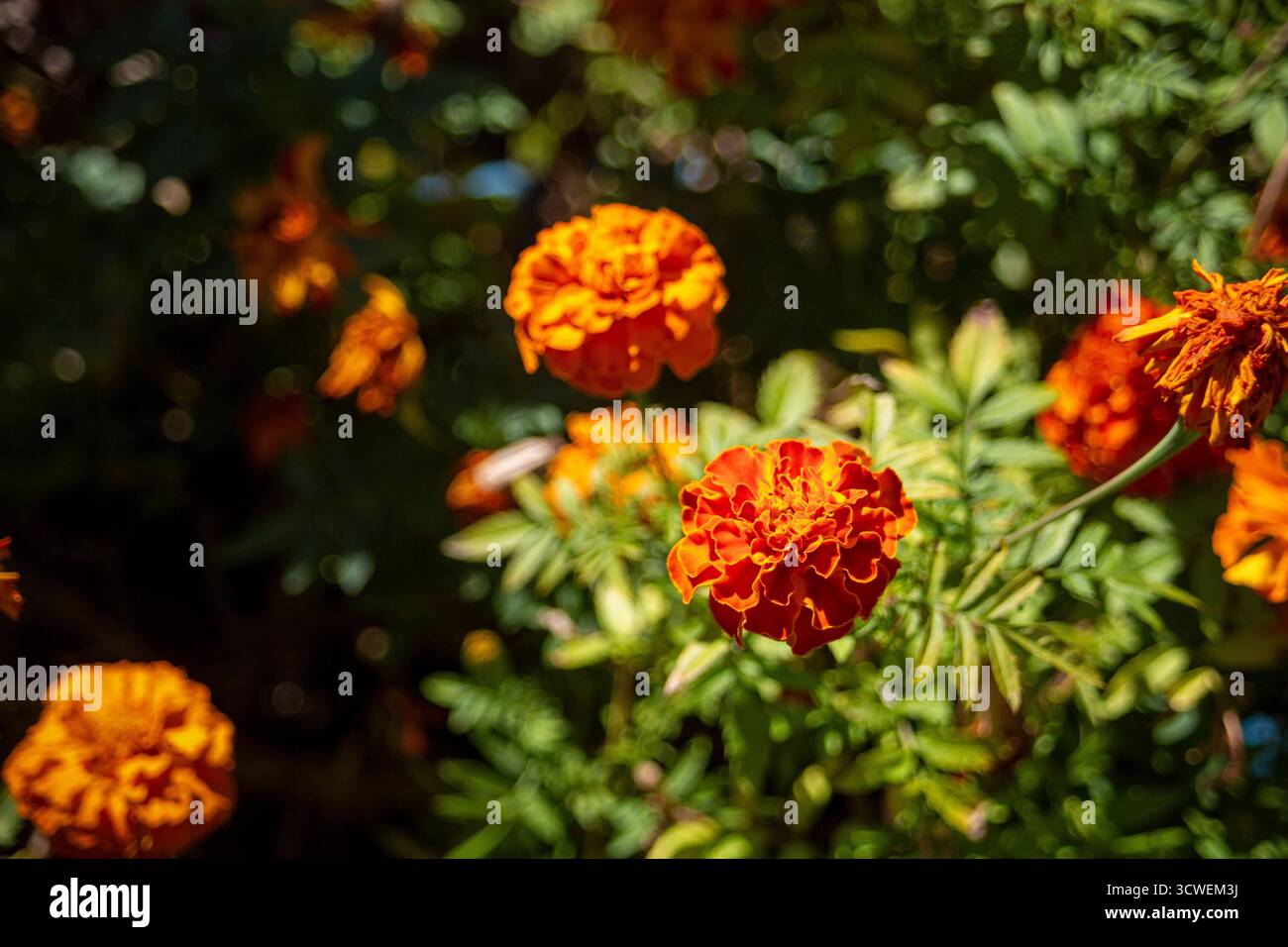 Leuchtend orange Ringelblumen in Blüte in sonnigem Garten Stockfoto