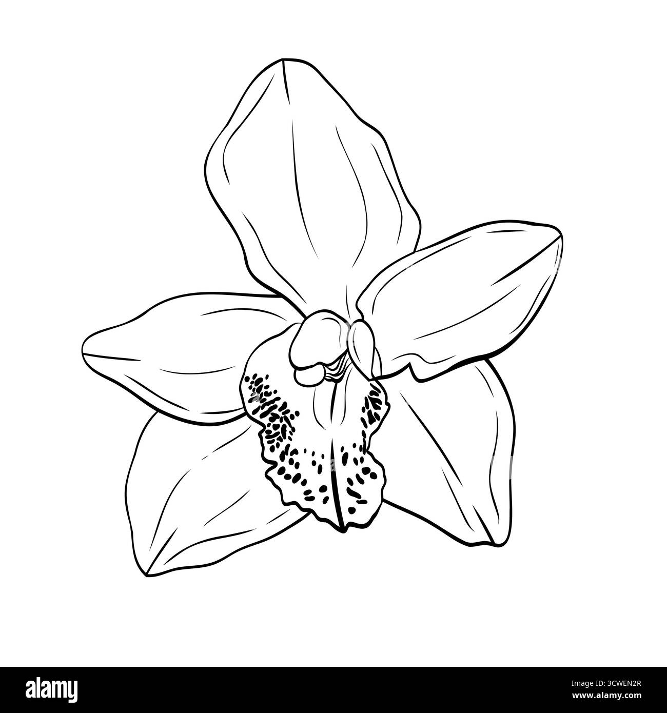 Vanilleblüte, Orchidee phalaenopsis mit großen Blütenblättern. Grafik Linie Kunst Hand gezeichnet Tinte schwarz-weiß Illustrationsvektor Stock Vektor