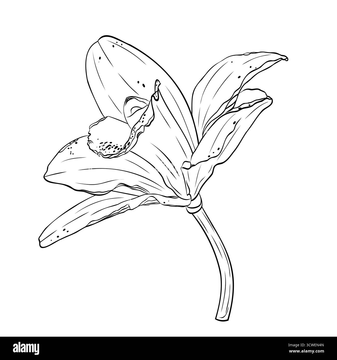 Vanilleblüte, Orchidee phalaenopsis mit großen Blütenblättern. Grafik Linie Kunst Hand gezeichnet Tinte schwarz-weiß Illustrationsvektor Stock Vektor