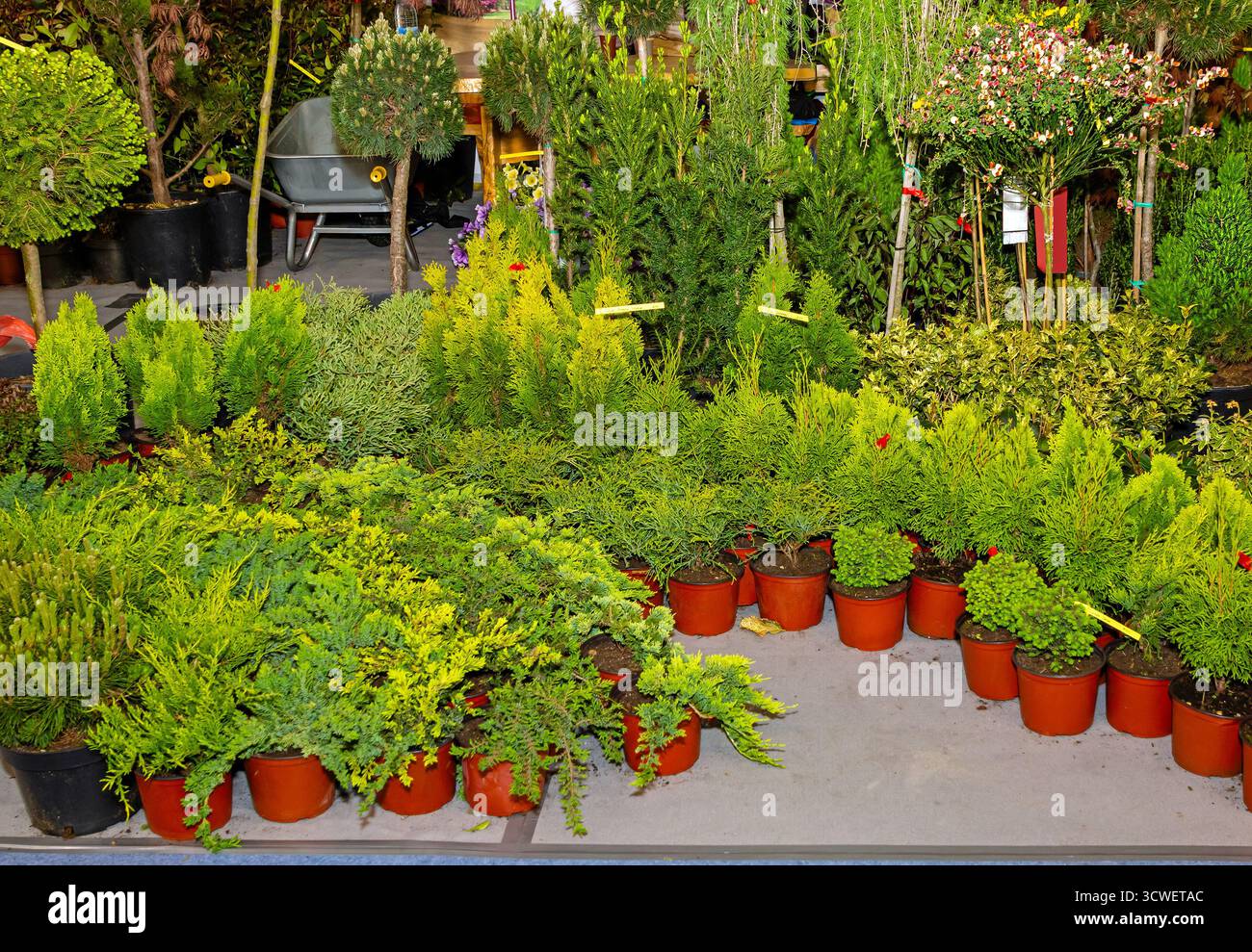 Immergrüne Setzlinge und Sprosspflanzen im Garteninneren Stockfoto