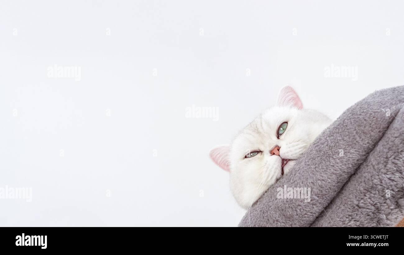 Die weiße Katze ist in eine weiche graue Decke eingebettet und blickt mit einem entspannten Ausdruck hervor, der eine warme und einladende Atmosphäre für Tierliebhaber schafft Stockfoto